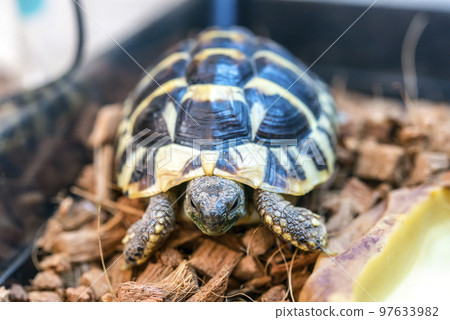 兒童East Hermann Rikugame 97633982