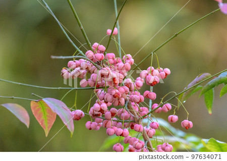 Mayumi的果實 Mayumi的果實 97634071