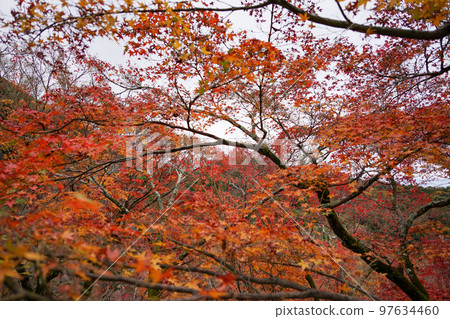 音和山清水寺 音和山清水寺 97634460