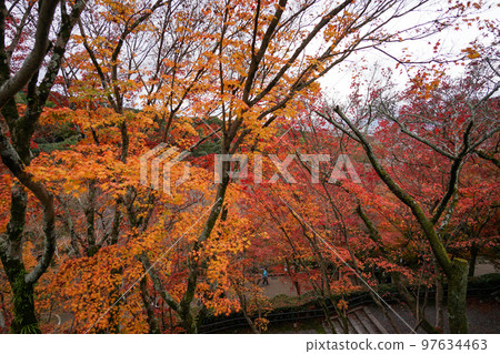 音和山清水寺 97634463