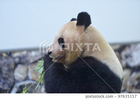 好吃的吃竹子的吉濱 好吃的吃竹子的吉濱 97635157