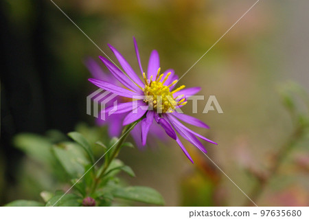 野菊花的紫色花瓣 野菊花的紫色花瓣 97635680