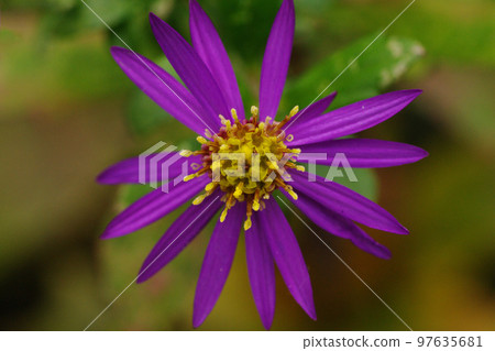 野菊花的紫色花瓣 97635681