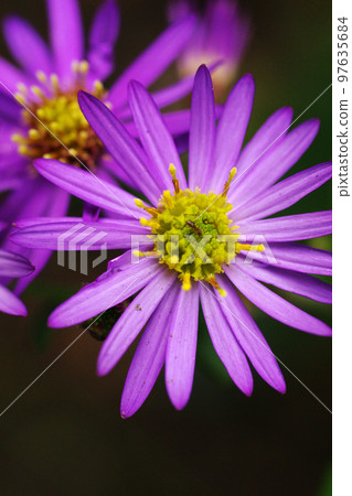 Purple petals of wild chrysanthemums Purple petals of wild chrysanthemums 97635684