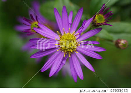 Purple petals of wild chrysanthemums Purple petals of wild chrysanthemums 97635685