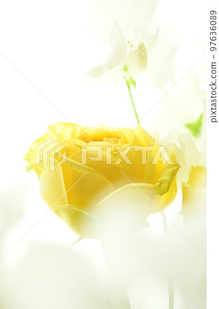 A bright and gorgeous soft yellow rose that you want to give as a gift in the image of spring A bright and gorgeous soft yellow rose that you want to give as a gift in the image of spring 97636089