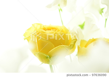 A bright and gorgeous soft yellow rose that you want to give as a gift in the image of spring 97636090