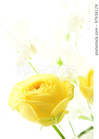 A bright and gorgeous soft yellow rose that you want to give as a gift in the image of spring 97636129