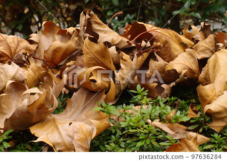 The fallen leaves of the plane tree (Suzukake, Suzukake) are large and interesting The fallen leaves of the plane tree (Suzukake, Suzukake) are large and interesting 97636284