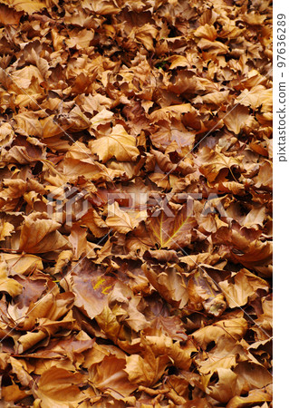 The fallen leaves of the plane tree (Suzukake, Suzukake) are large and interesting The fallen leaves of the plane tree (Suzukake, Suzukake) are large and interesting 97636289