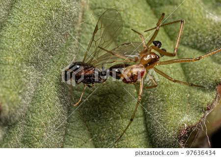 Small Male Cobweb Spider preying on a Male Adult Myrmicine Ant Small Male Cobweb Spider preying on a Male Adult Myrmicine Ant 97636434