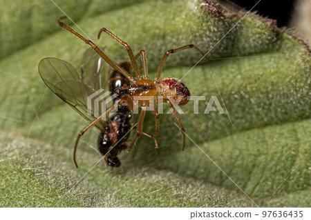 Small Male Cobweb Spider preying on a Male Adult Myrmicine Ant Small Male Cobweb Spider preying on a Male Adult Myrmicine Ant 97636435
