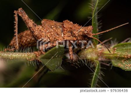 Short-horned Grasshopper Insect Short-horned Grasshopper Insect 97636436