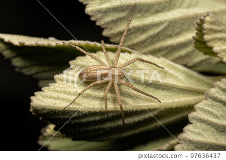 Adult Female Running Crab Spider 97636437