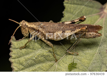 Adult Short-horned Grasshopper Adult Short-horned Grasshopper 97636439