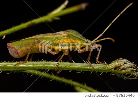 Adult Leaf-footed Bug Adult Leaf-footed Bug 97636446