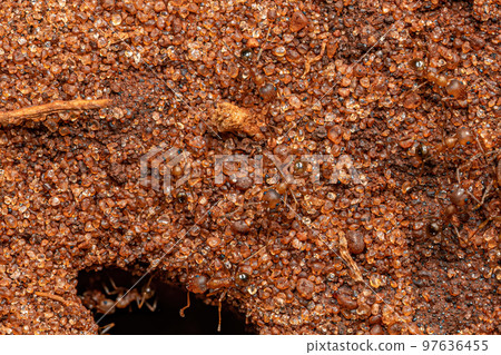 Adult Female Big-headed Ants Adult Female Big-headed Ants 97636455