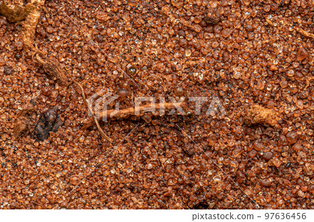 Adult Female Big-headed Ants Adult Female Big-headed Ants 97636456