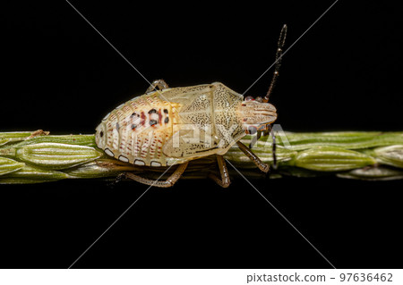 Stink Bug Nymph Stink Bug Nymph 97636462