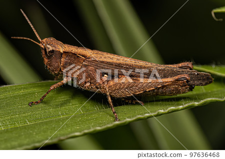 Adult Stridulating Slant-faced Grasshopper 97636468