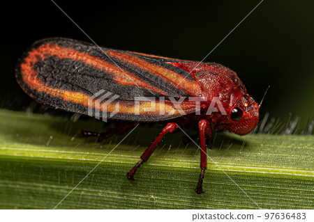 Adult Froghopper Insect Adult Froghopper Insect 97636483