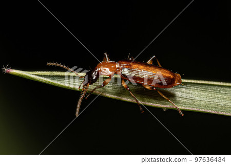 Adult Ground Beetle 97636484