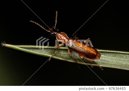Adult Ground Beetle Adult Ground Beetle 97636485