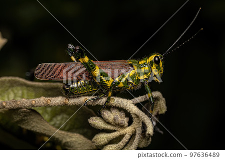 Adult Soldier Grasshopper 97636489