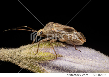 Small Adult Plant Bug 97636493