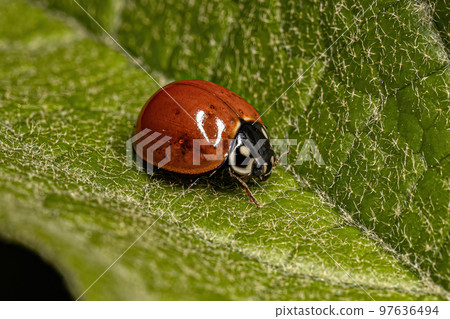 Adult Spotless Lady Beetle 97636494