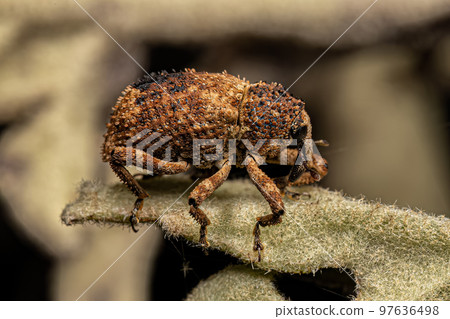 Adult True Weevil Adult True Weevil 97636498