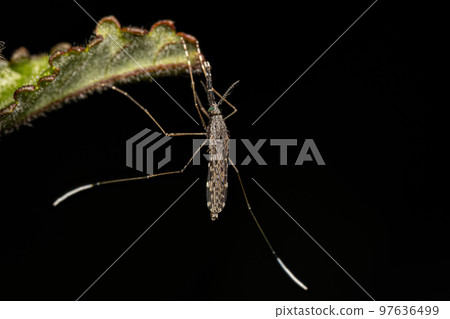 Adult Malaria Mosquito Adult Malaria Mosquito 97636499