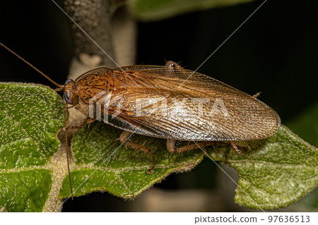 Adult Wood Cockroach Adult Wood Cockroach 97636513