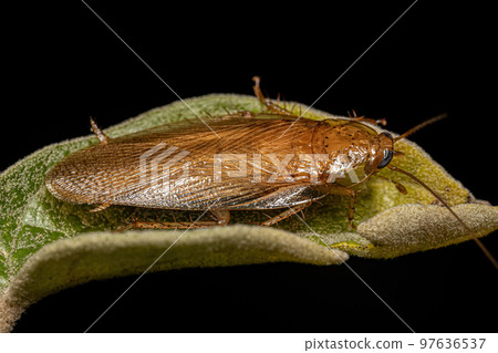 Adult Wood Cockroach Adult Wood Cockroach 97636537