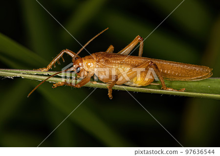 Adult Raspy Cricket Adult Raspy Cricket 97636544
