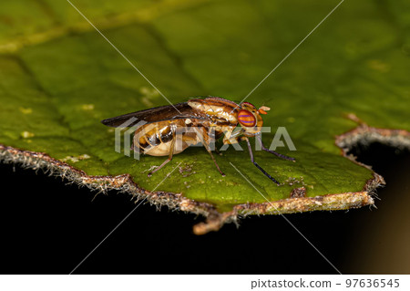Adult Lauxaniid Fly Adult Lauxaniid Fly 97636545