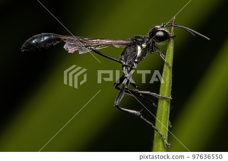 Adult Thread waisted Sand Wasp 97636550