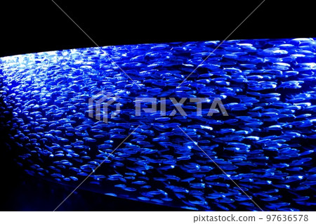 沙丁魚龍捲風 97636578