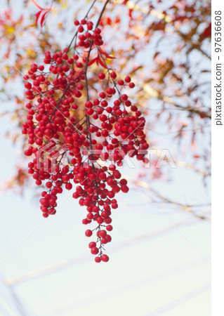 The drooping red fruits of Nanten are beautiful. The drooping red fruits of Nanten are beautiful. 97636608