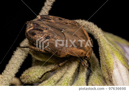 Adult Flower Scarab 97636698