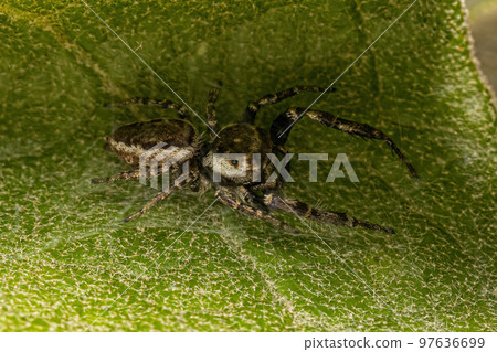 Adult Male Jumping Spider Adult Male Jumping Spider 97636699