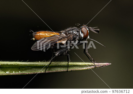 Adult Bristle Fly 97636712