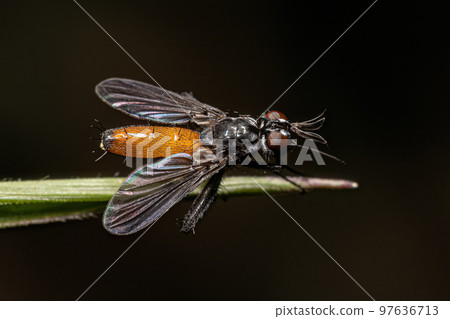 Adult Bristle Fly Adult Bristle Fly 97636713