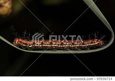 Mexican Fritillary Butterfly Caterpillar 97636714