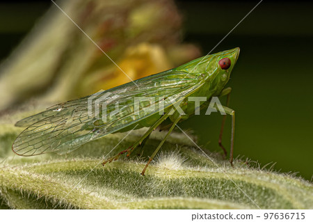 Adult Dictyopharid Planthopper Insect Adult Dictyopharid Planthopper Insect 97636715