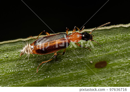 Adult Ground Beetle Adult Ground Beetle 97636716