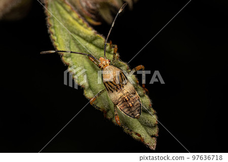 Leaf footed Bug Nymph Leaf footed Bug Nymph 97636718