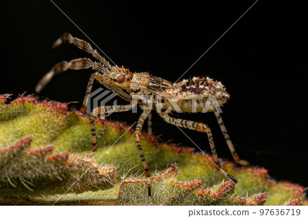Leaf footed Bug Nymph Leaf footed Bug Nymph 97636719