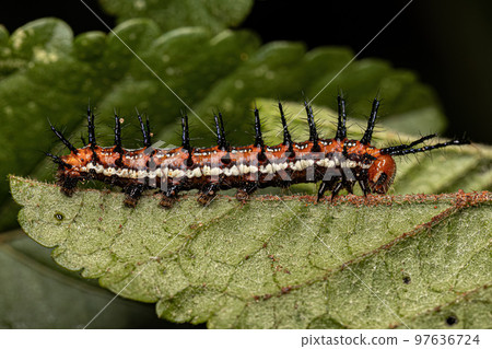 Mexican Fritillary Butterfly Caterpillar 97636724