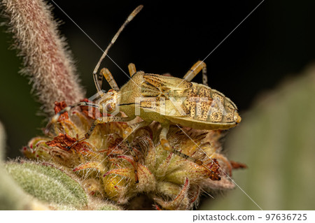 Leaf footed Bug Nymph Leaf footed Bug Nymph 97636725